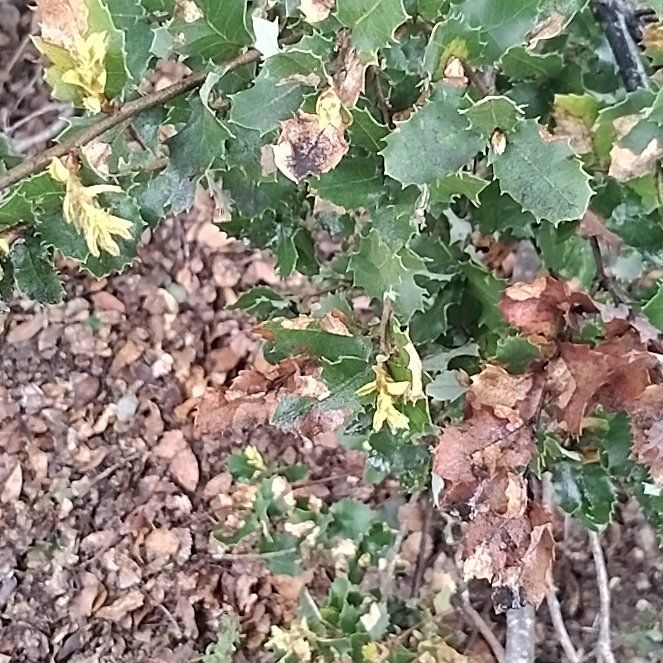 Photo of the plant species Kermes Oak by @MasterColeus47 named Naomi on Greg, the plant care app