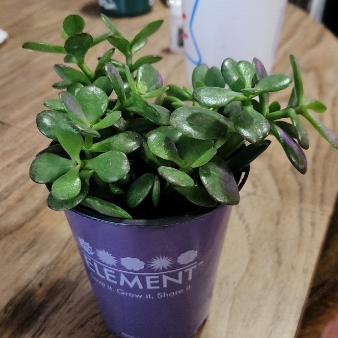 Photo of the plant species Jade by @TrueBanana42 named Maya on Greg, the plant care app