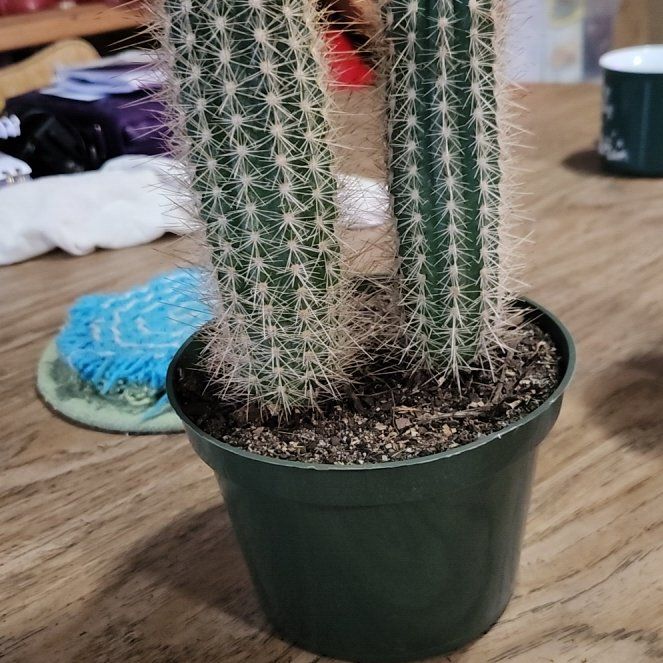 Photo of the plant species Pilosocereus odilensis by @TrueBanana42 named Forrest on Greg, the plant care app