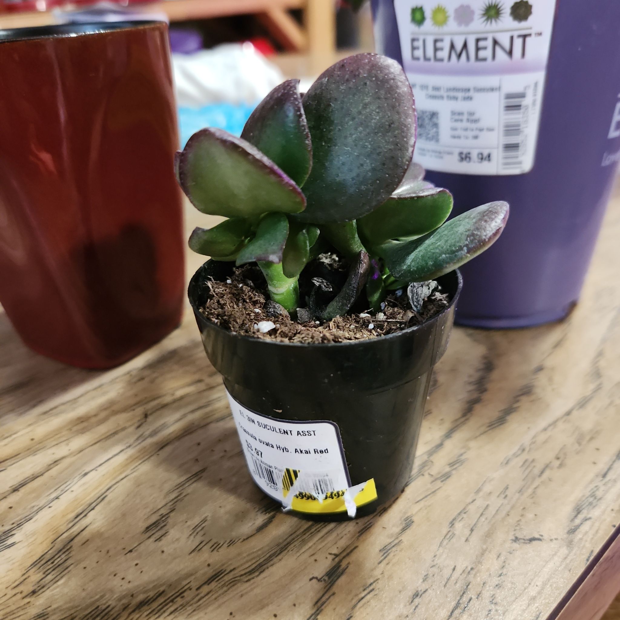 Photo of the plant species Akai Jade by @TrueBanana42 named Apollo on Greg, the plant care app