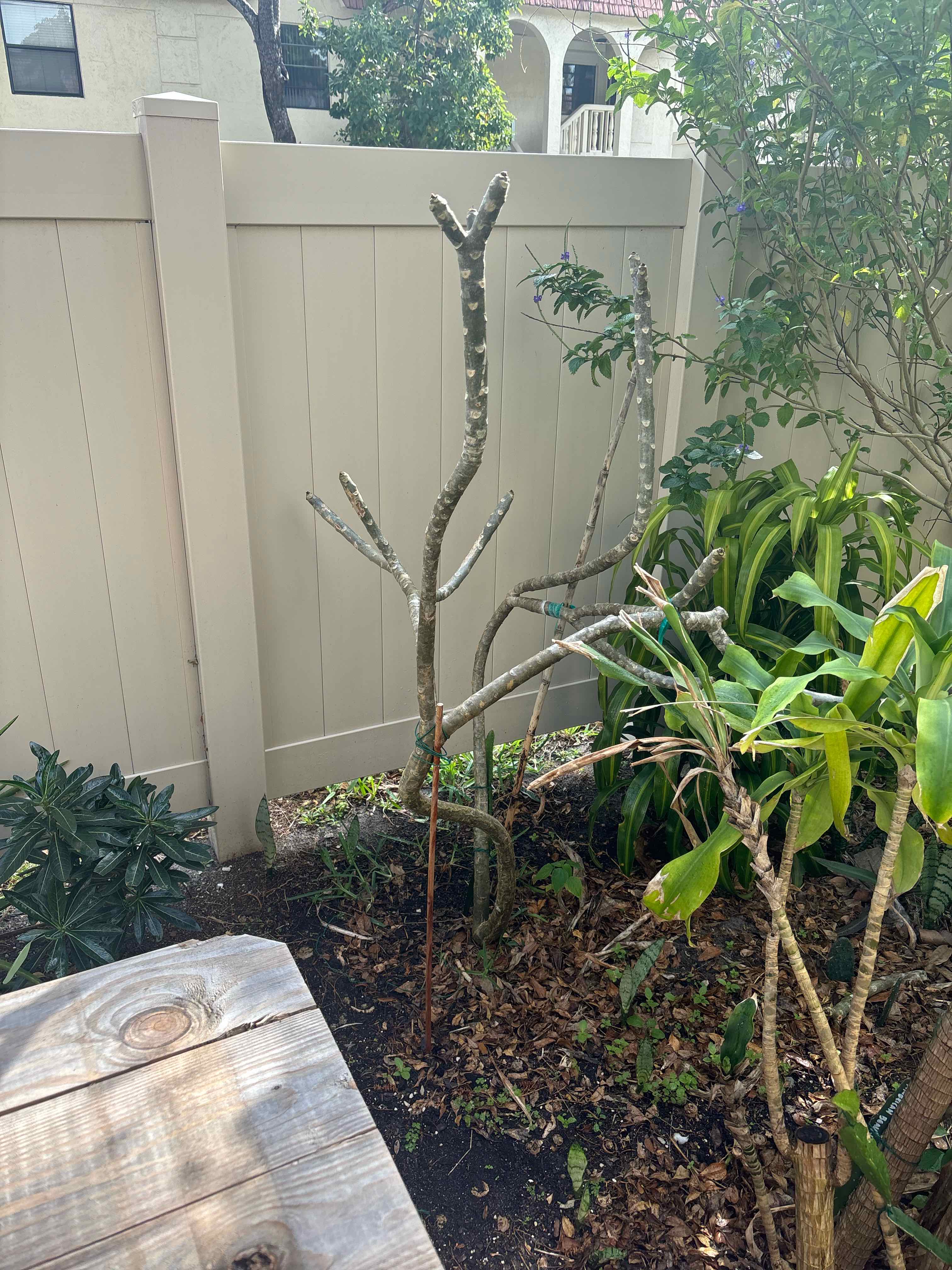 Singapore Graveyard Flower plant with bare branches in an outdoor garden setting.