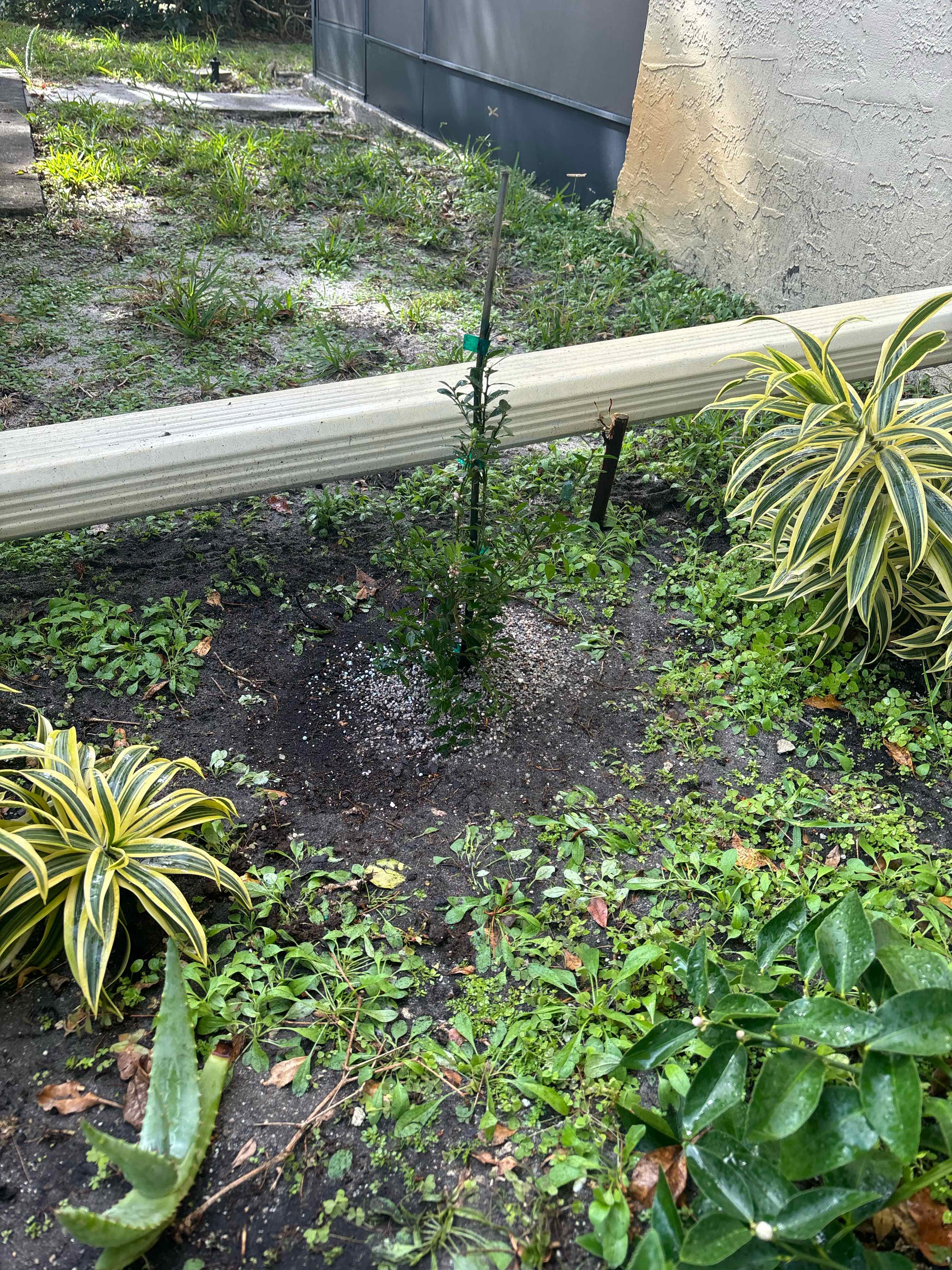 Young Australian Finger Lime plant in a garden bed with surrounding vegetation.