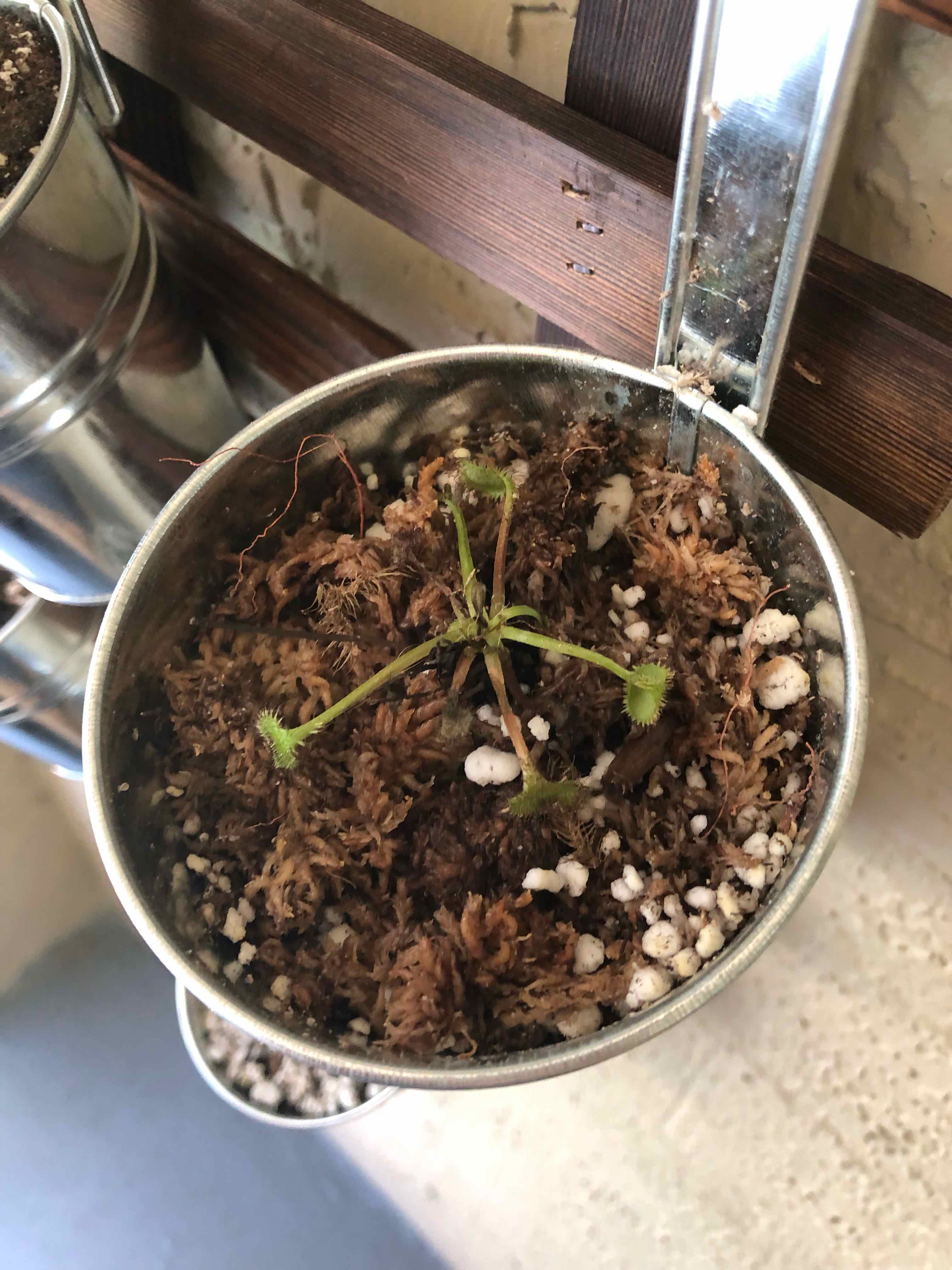 Round-Leaved Sundew plant in a metal pot with visible soil and organic material.