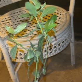 Photo of the plant species Florida Rose Rabbiteye Blueberry by @Michaelpalmer named Sproutacus on Greg, the plant care app