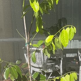 Photo of the plant species Black Sapote by @Michaelpalmer named Kesha on Greg, the plant care app