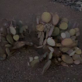 Photo of the plant species Black-Spined Prickly Pear by @RadBlueech58 named Leaf Erickson on Greg, the plant care app