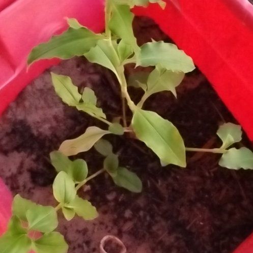 Photo of the plant species Peppers by @decemberdays named Unknown Sgt. Pepper on Greg, the plant care app