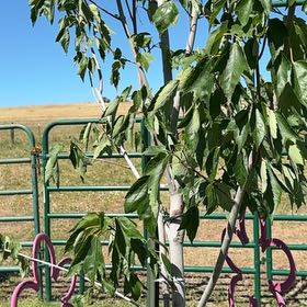 Photo of the plant species Red Sunset Maple by @PoshSapote85 named Sigmund on Greg, the plant care app