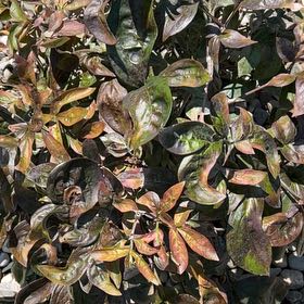 Photo of the plant species Peonie by @OodlesBlueash22 named ChloroPhil on Greg, the plant care app
