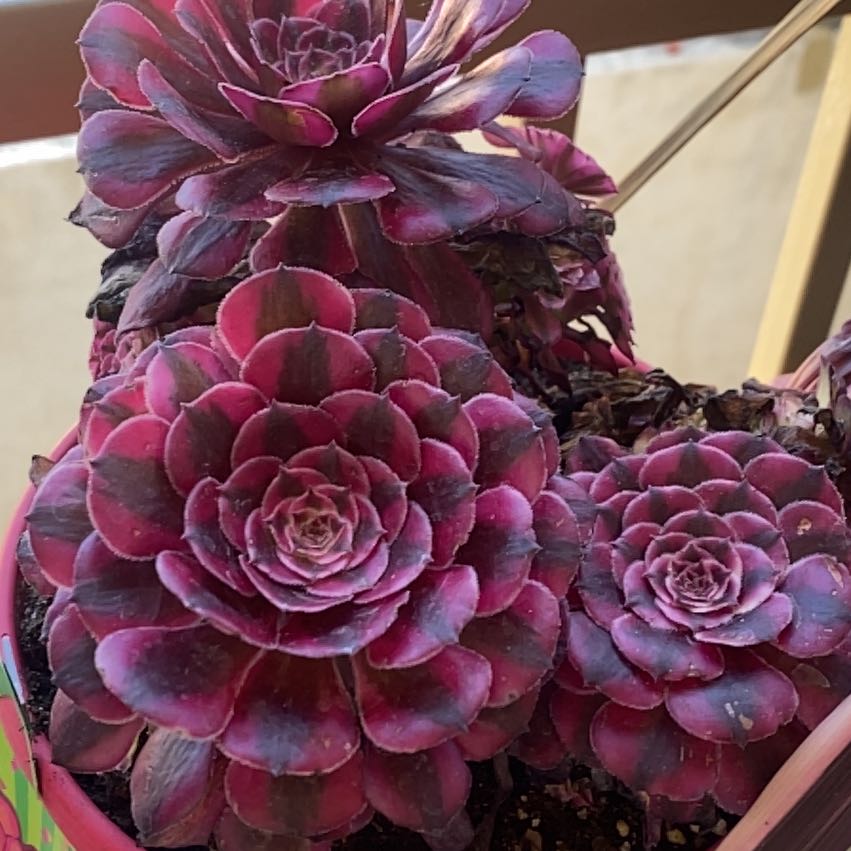 Photo of the plant species Red Copper by @CuteGreen32 named Xena on Greg, the plant care app