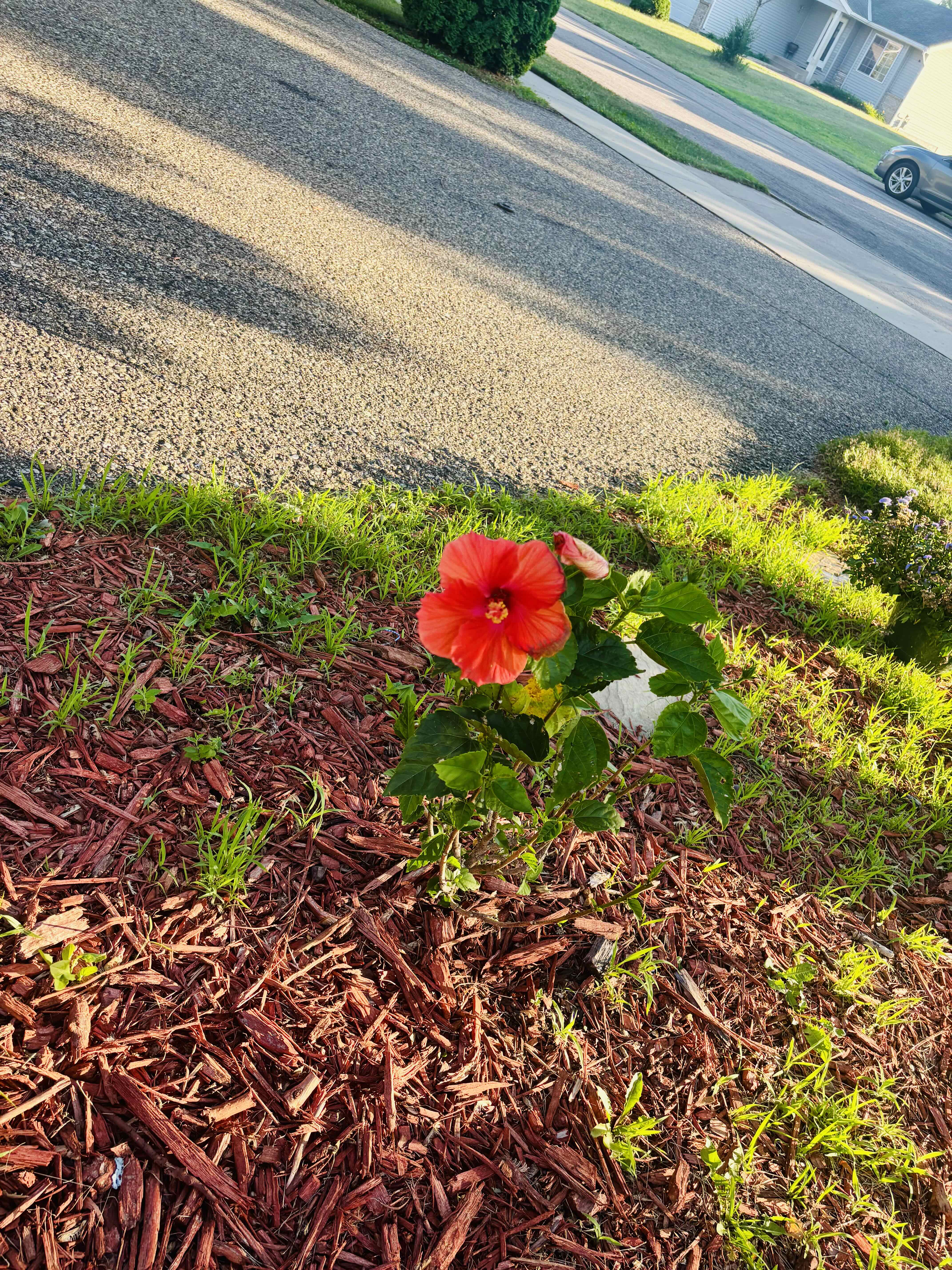 Photo of the plant species Hibiscus 'Bimbo' by @PioneerLdy92 named Morgan Treeman on Greg, the plant care app