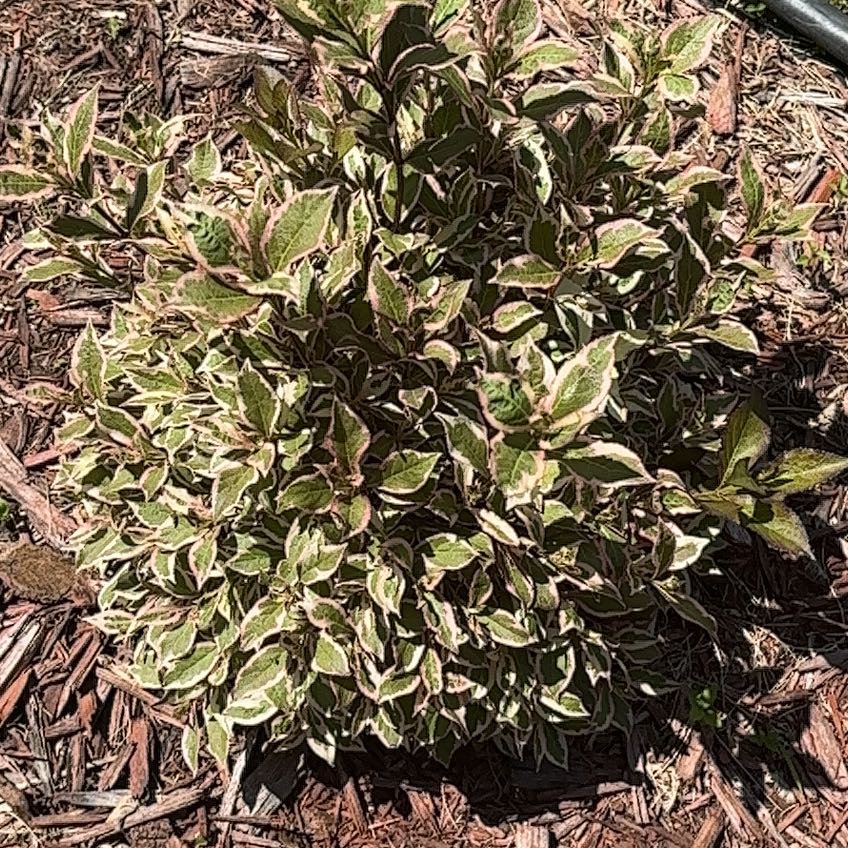 Photo of the plant species Weigela florida by @PioneerLdy92 named Athena on Greg, the plant care app