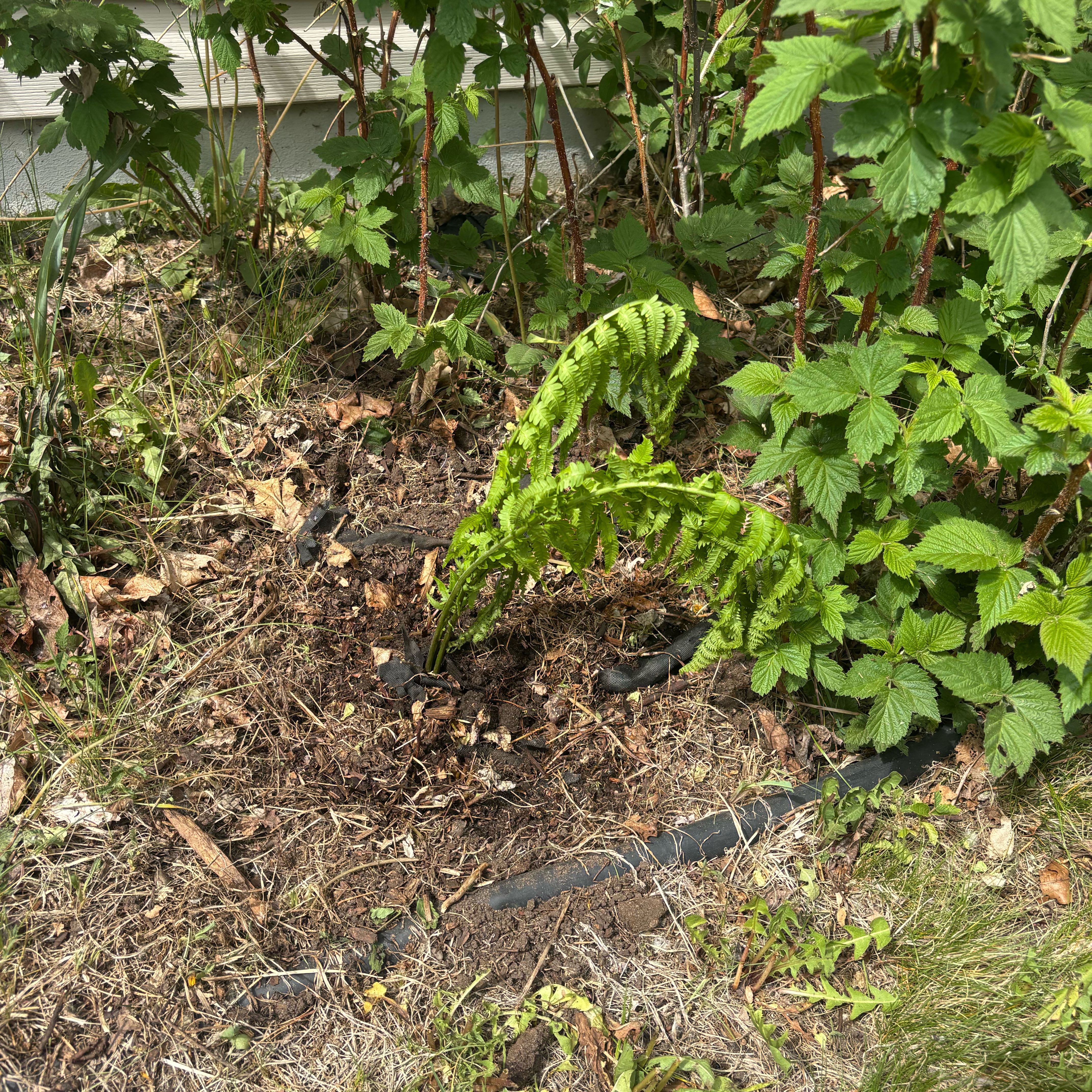Photo of the plant species Inland Leatherfern by @PioneerLdy92 named Leonardo on Greg, the plant care app