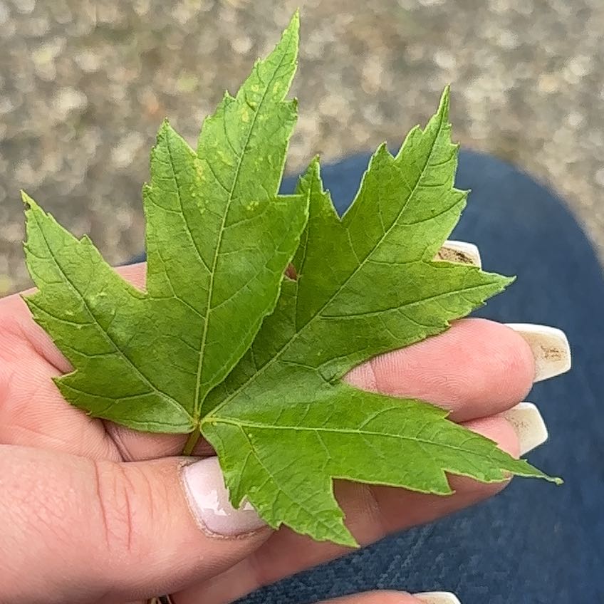 Photo of the plant species Acer Saccharinum by @PioneerLdy92 named Leaf Erickson on Greg, the plant care app