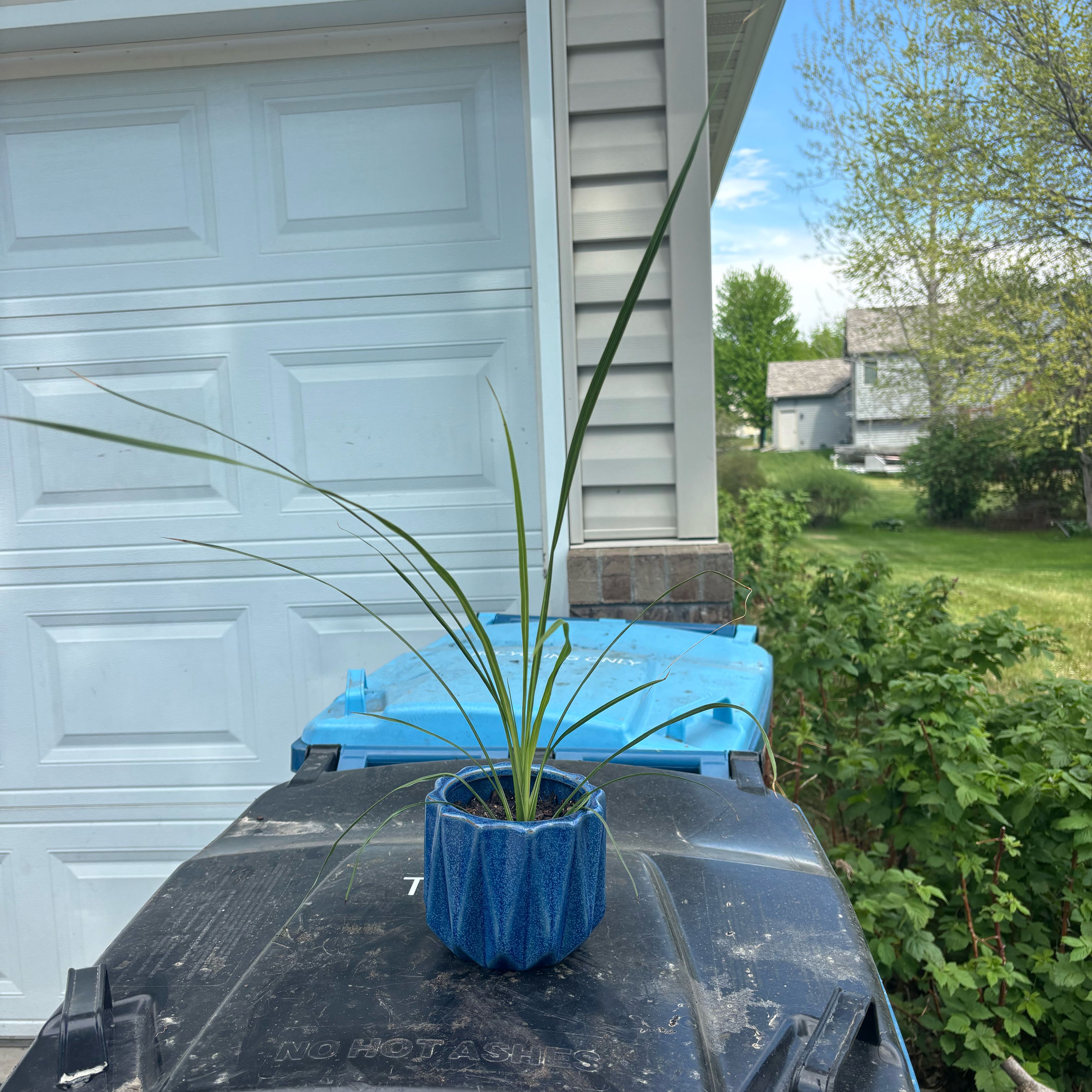 Photo of the plant species Texas Sacahuista by @PioneerLdy92 named Gomez on Greg, the plant care app