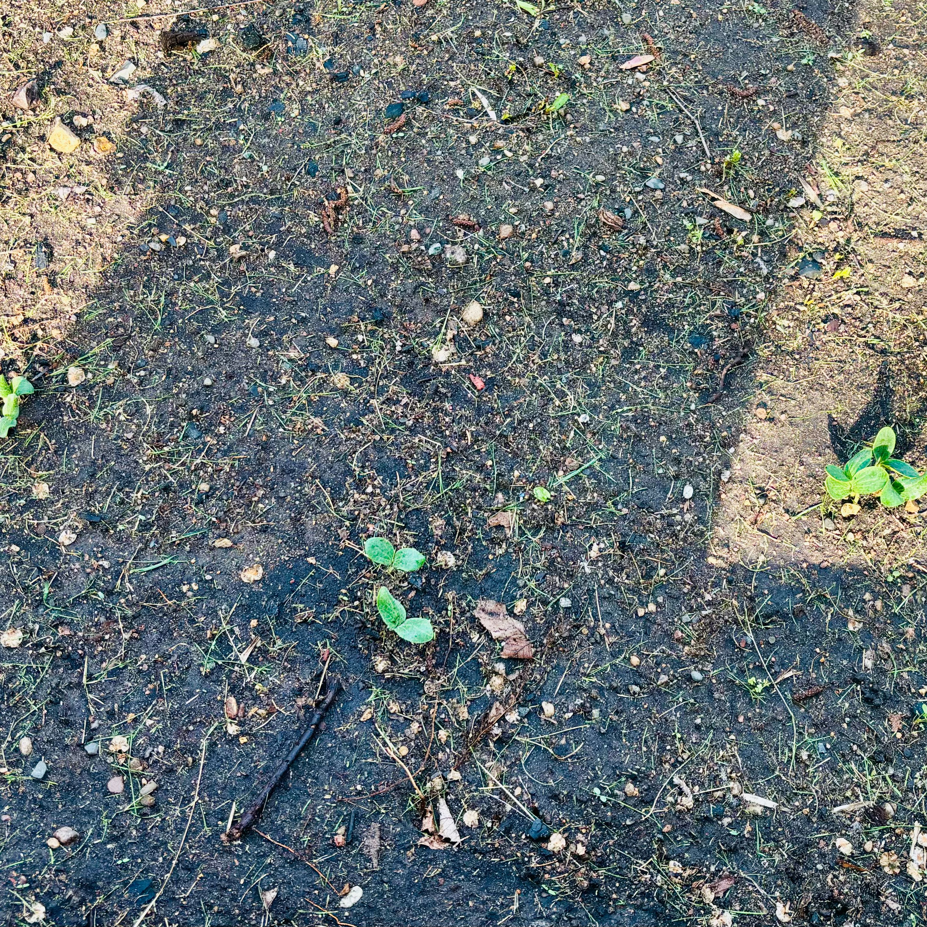 Photo of the plant species Pumpkin by @PioneerLdy92 named Orwell on Greg, the plant care app