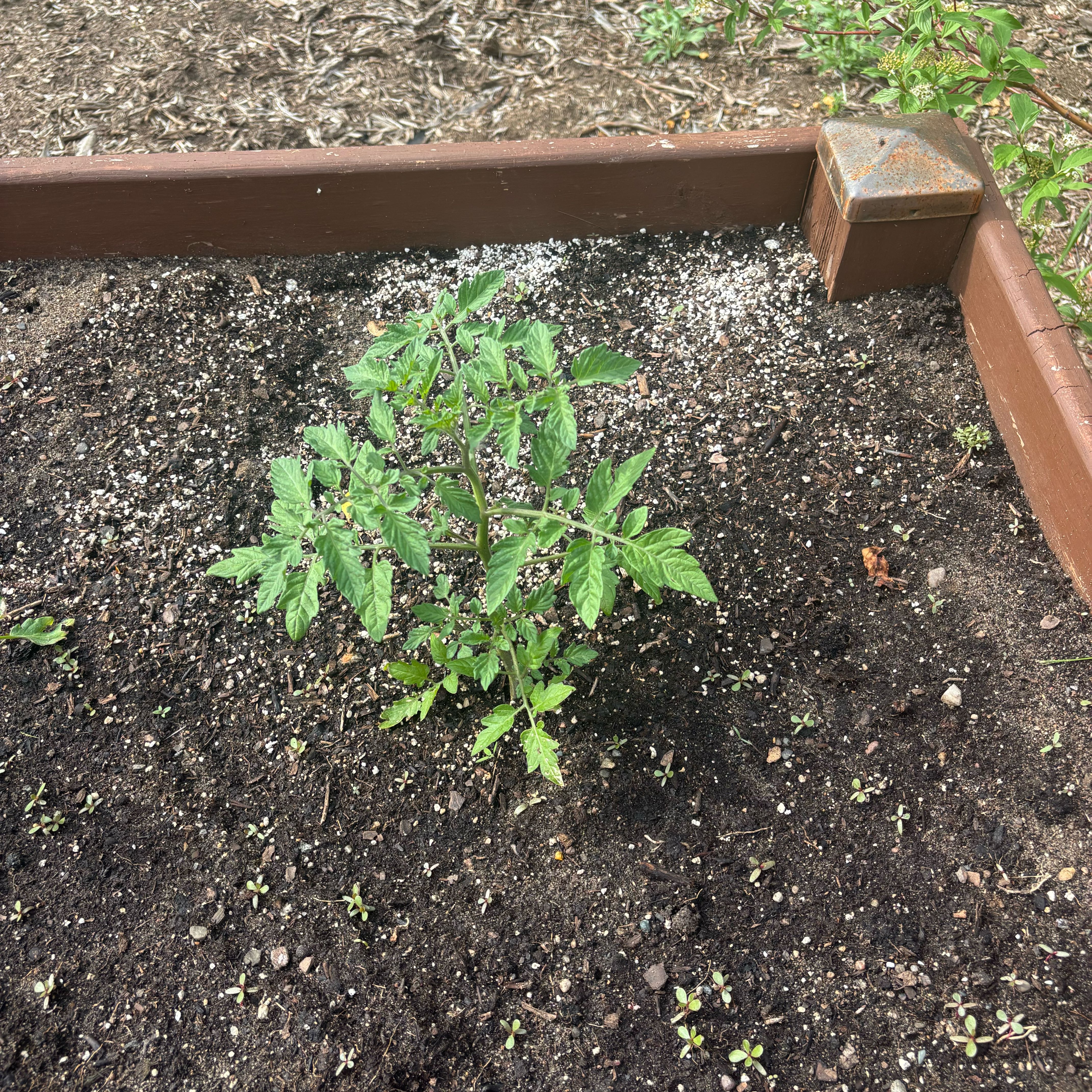 Photo of the plant species Cherry Tomato by @PioneerLdy92 named Bella on Greg, the plant care app