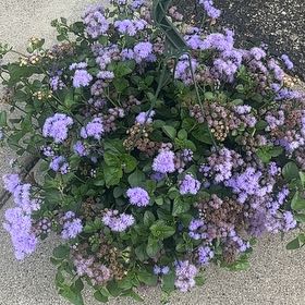 Photo of the plant species Flossflower by @PioneerLdy92 named Hamilton on Greg, the plant care app