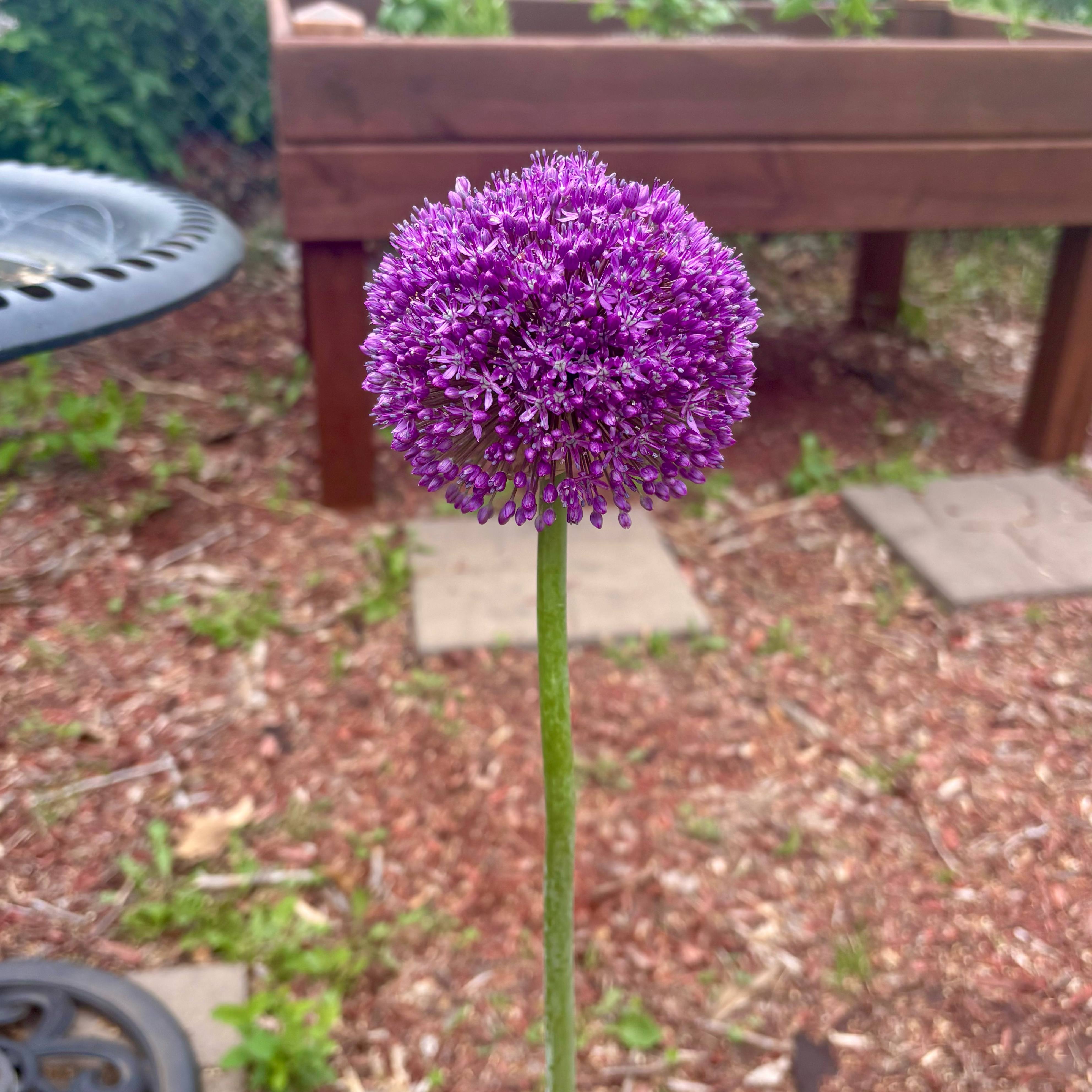 Photo of the plant species Elephant Garlic by @PioneerLdy92 named Apollo on Greg, the plant care app