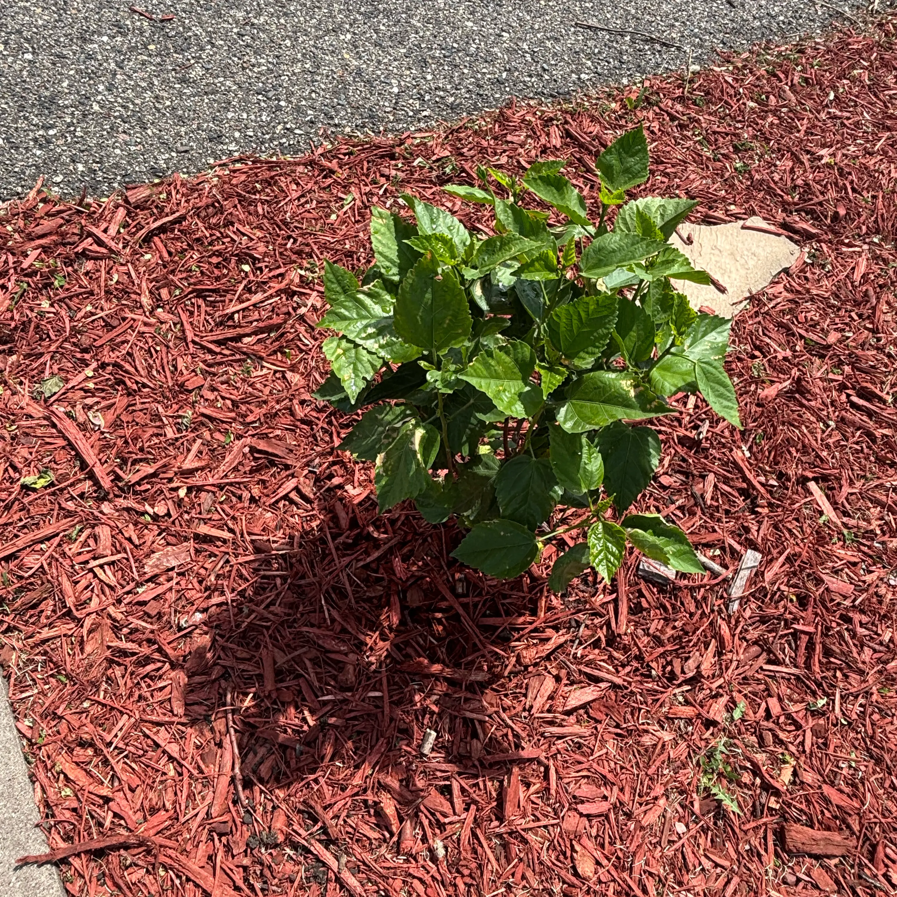 Photo of the plant species Hibiscus 'Bimbo' by @PioneerLdy92 named Morgan Treeman on Greg, the plant care app