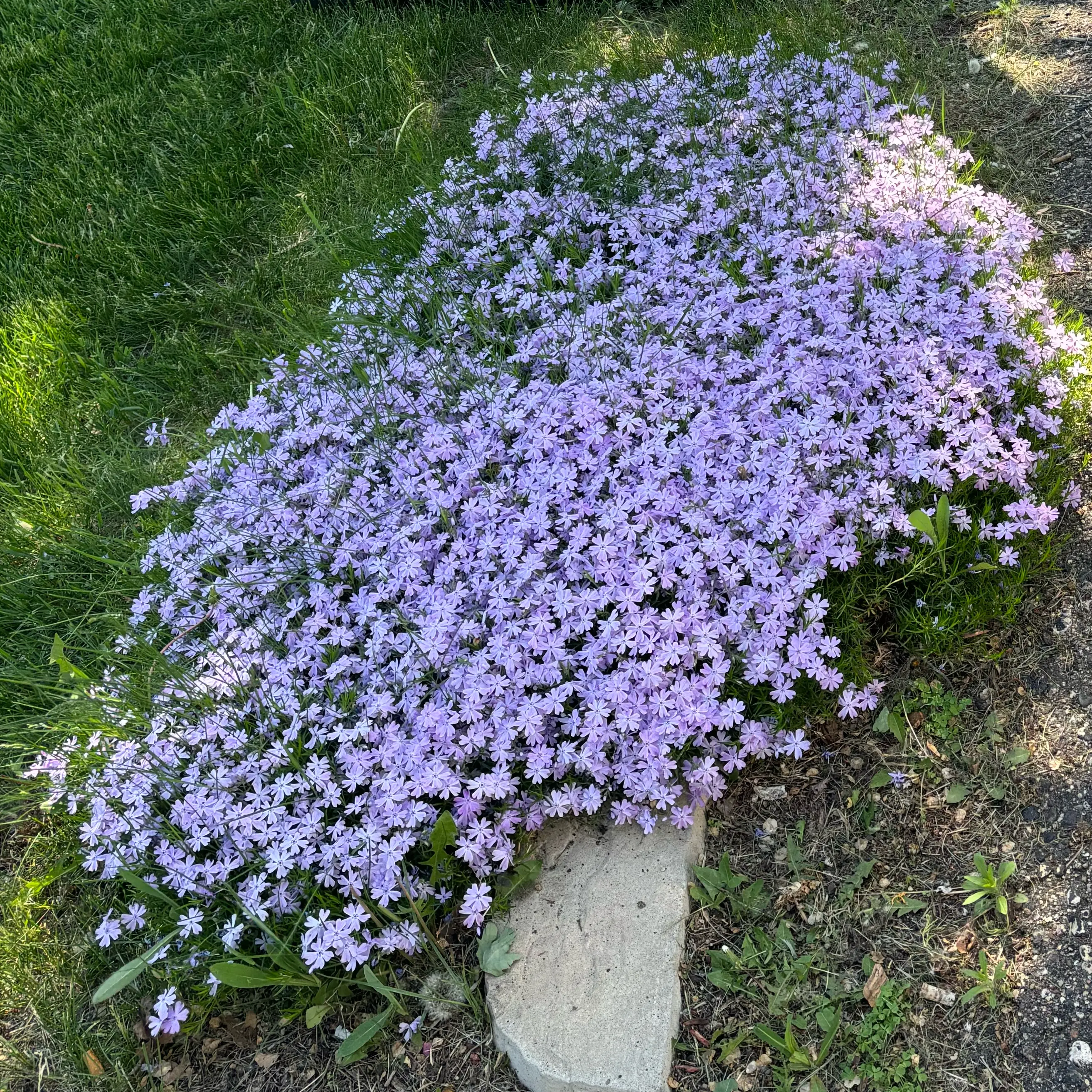 Photo of the plant species Creeping Phlox 'Spring Lilac' by @PioneerLdy92 named Lola on Greg, the plant care app