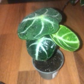 Photo of the plant species alocasia ninja by @opithy named Sahara on Greg, the plant care app