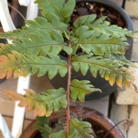 Photo of the plant species Giant Chainfern by @TryHeather12 named Bigleef Smalls on Greg, the plant care app