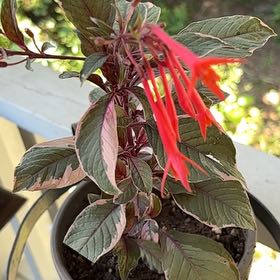 Photo of the plant species Bolivian Fuchsia by @TryHeather12 named Sproutacus on Greg, the plant care app