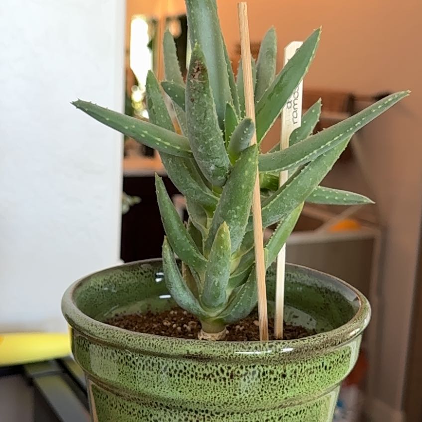 アロエ ラモシシマ（Aloe ramosissima） Aloe ramosissima – DesertScapeSucculent