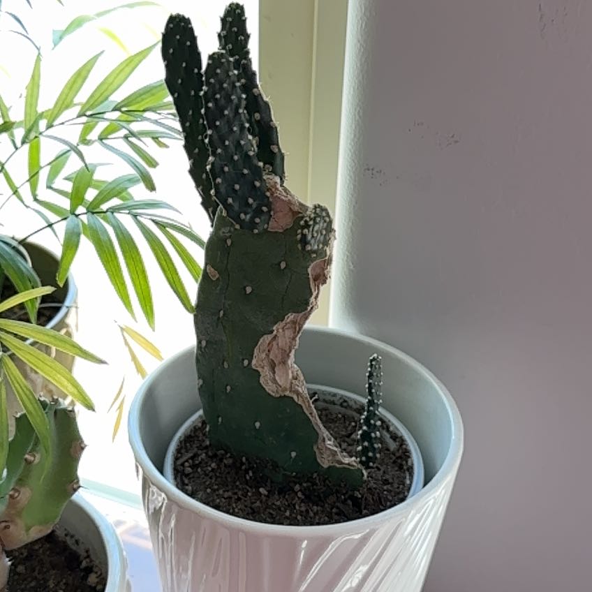 Photo of the plant species Roadkill Cactus by @jesshuffman named Ronaldo on Greg, the plant care app