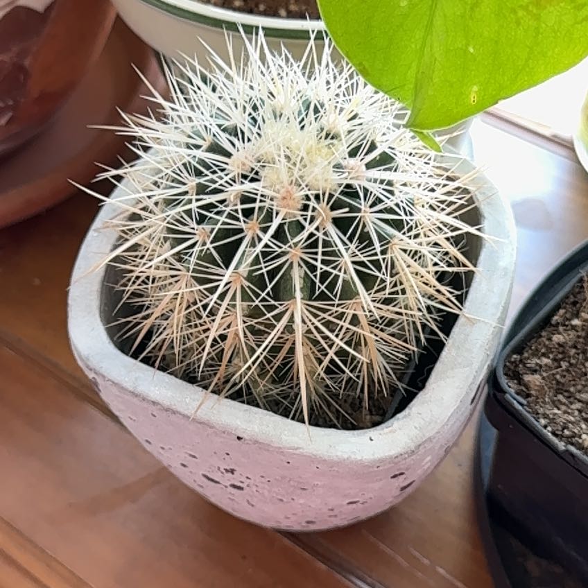 Photo of the plant species White Barrel Cactus by @jesshuffman named Hamilton on Greg, the plant care app