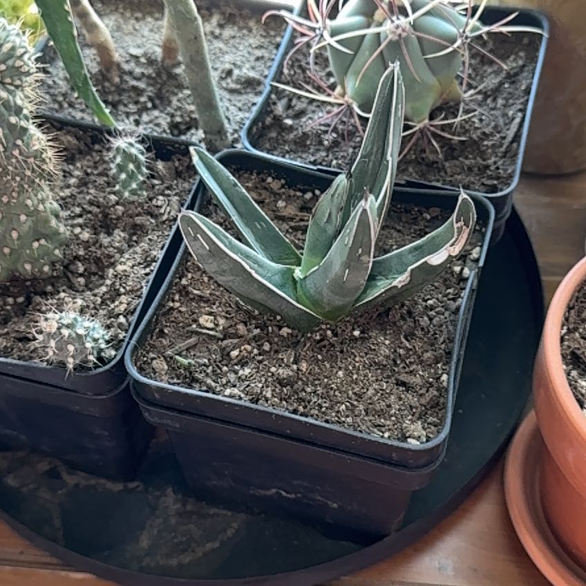 Photo of the plant species King of the Agaves by @jesshuffman named Fernie Mac on Greg, the plant care app