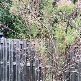 Photo of the plant species Five-Stamen Tamarisk by @DeanNoognug30 named Gates on Greg, the plant care app