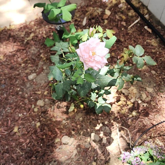 Photo of the plant species Iceberg Rose by @WisePansy18 named White Rose on Greg, the plant care app