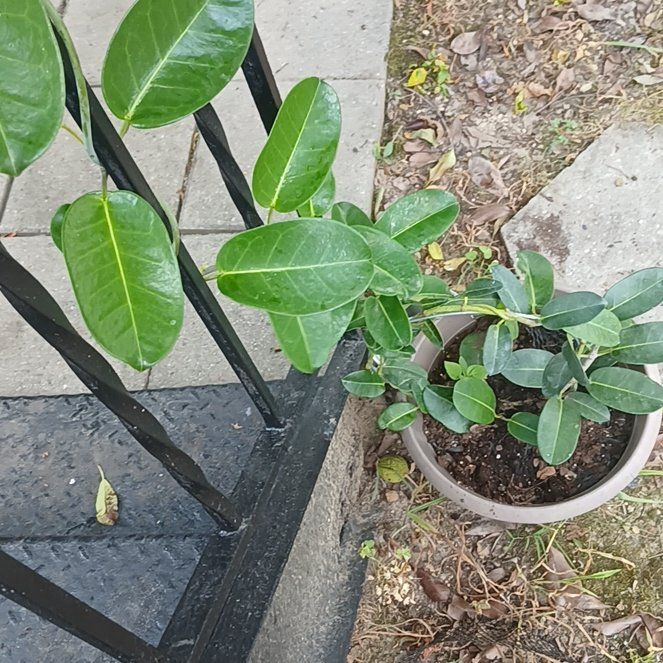 Photo of the plant species Variegated Madagascar Jasmine by @LargeChards20 named Fernie Mercury on Greg, the plant care app