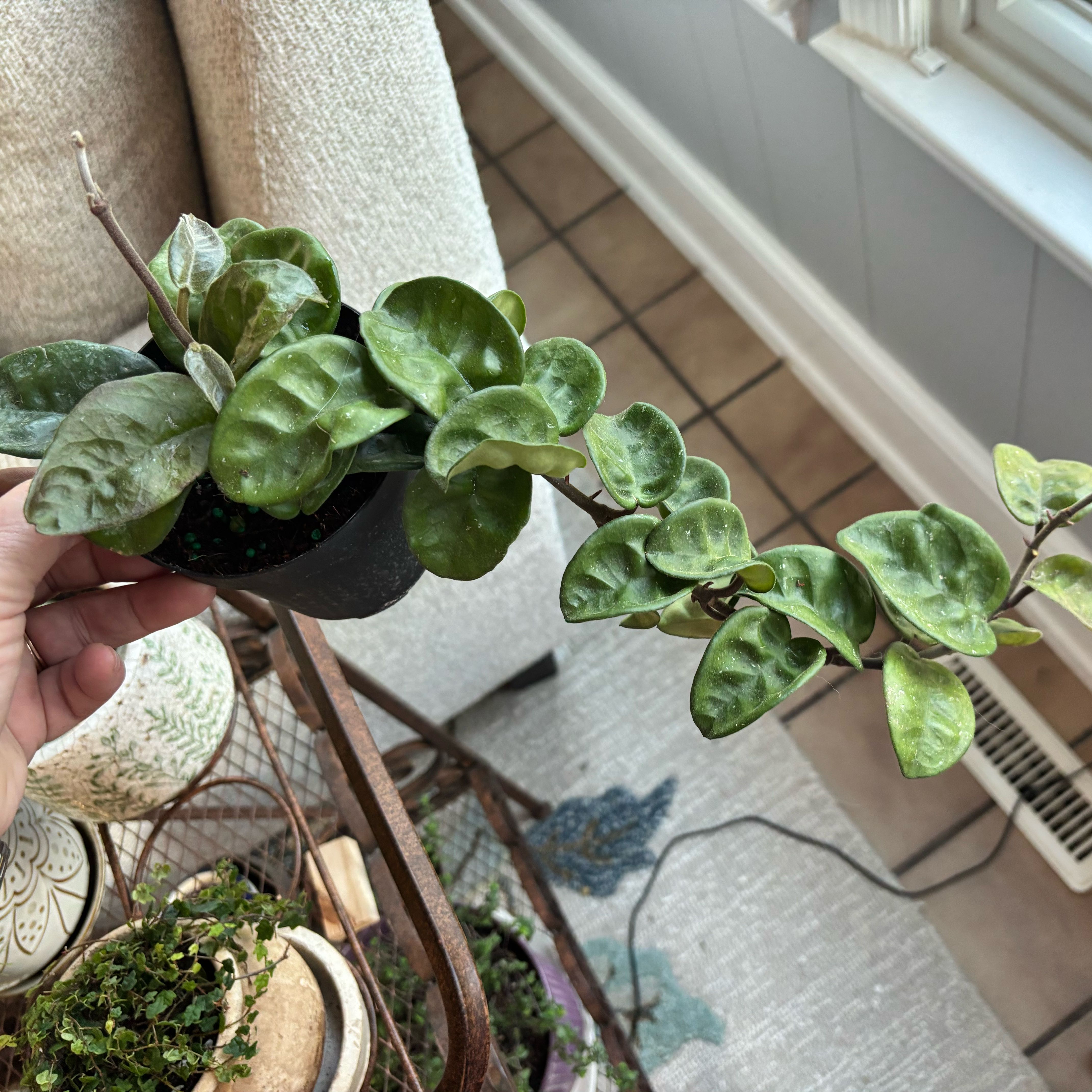 Photo of the plant species Hoya Carnosa Krinkle 8 by @TryAnahaw60 named Pax on Greg, the plant care app
