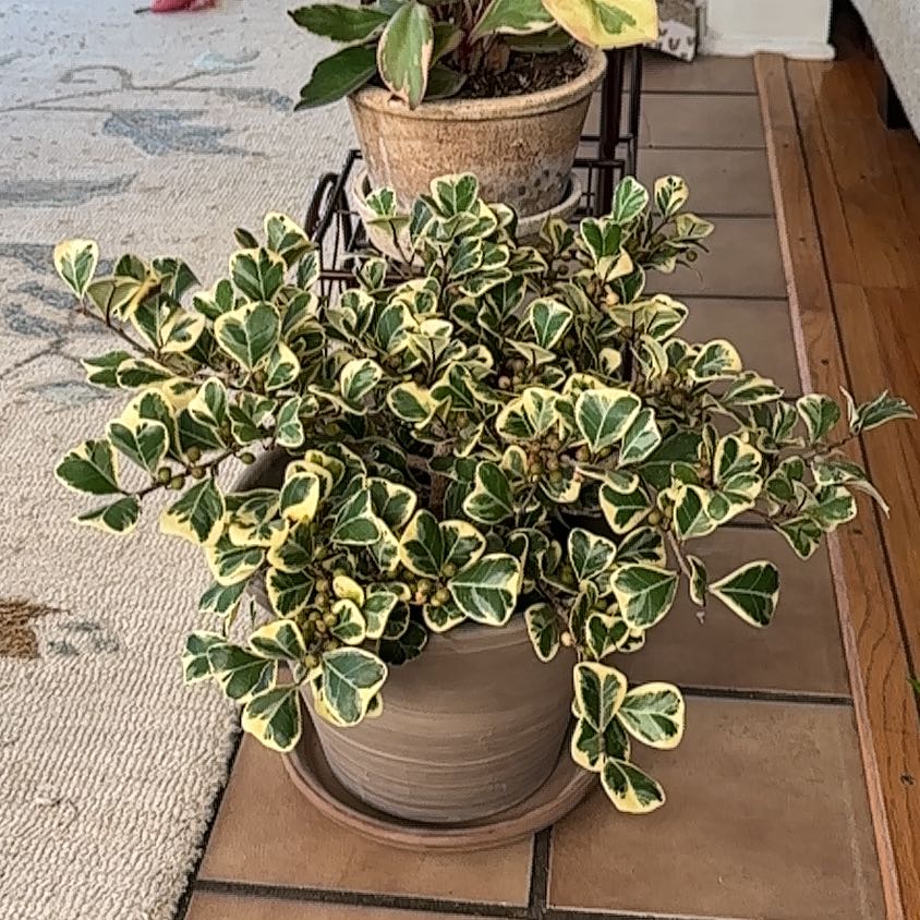 Photo of the plant species Ficus Triangularis by @TryAnahaw60 named Dixie on Greg, the plant care app