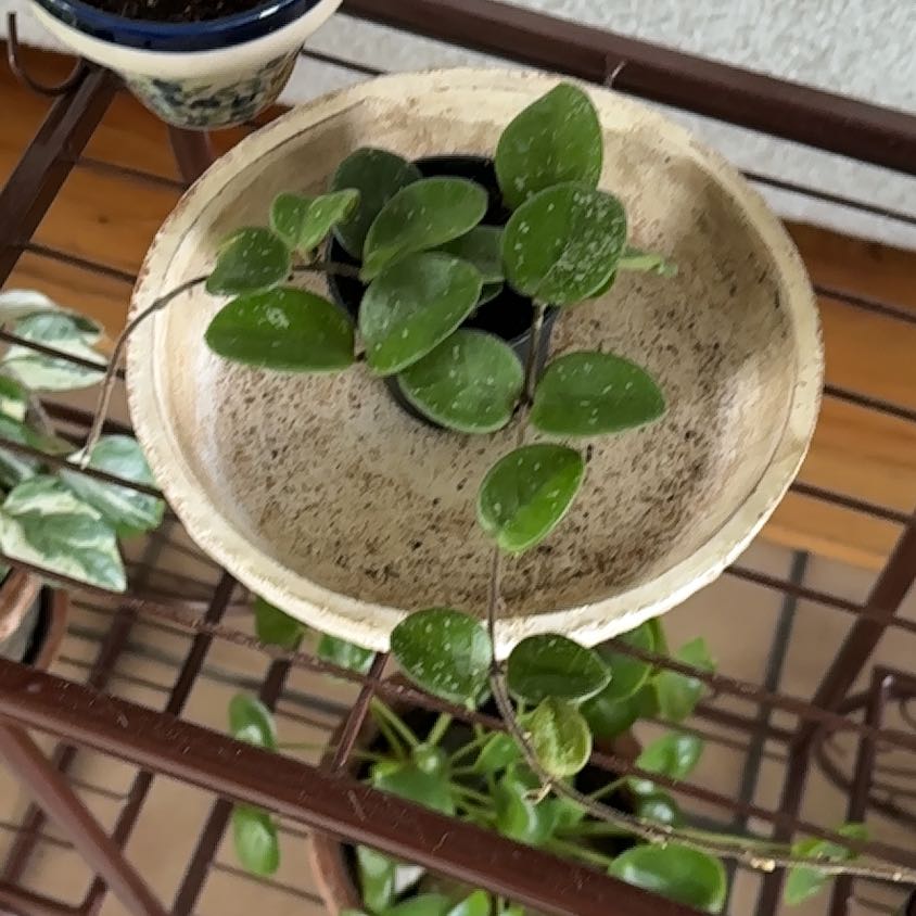 Photo of the plant species Hoya 'Mathilde Splash' by @TryAnahaw60 named Forrest on Greg, the plant care app