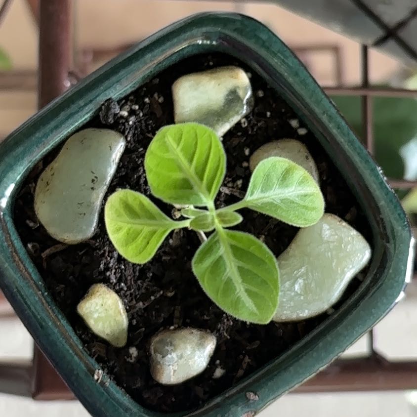 Photo of the plant species Monkey plant by @TryAnahaw60 named Monkey on Greg, the plant care app