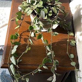 Photo of the plant species Hoya krohniana by @TryAnahaw60 named Captain Plant-it on Greg, the plant care app