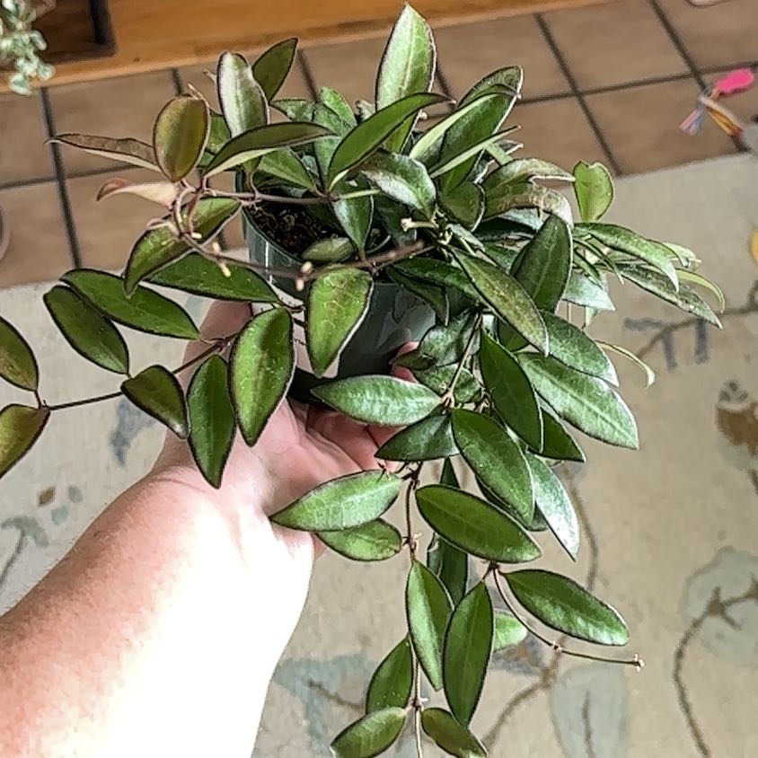 Photo of the plant species Hoya rosita 'Adrift' by @TryAnahaw60 named Rosita on Greg, the plant care app