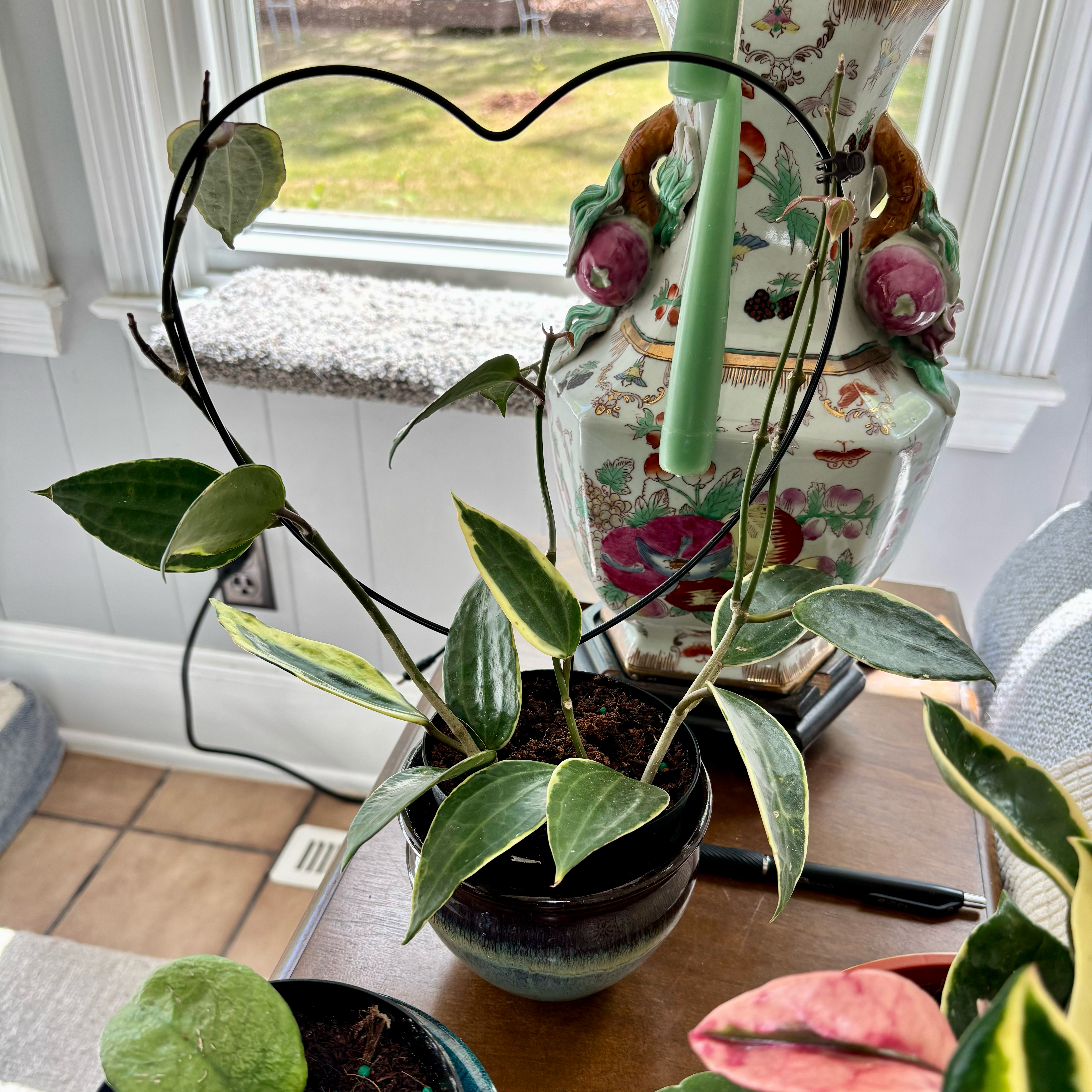 Photo of the plant species Hoya macrophylla by @TryAnahaw60 named Plato on Greg, the plant care app
