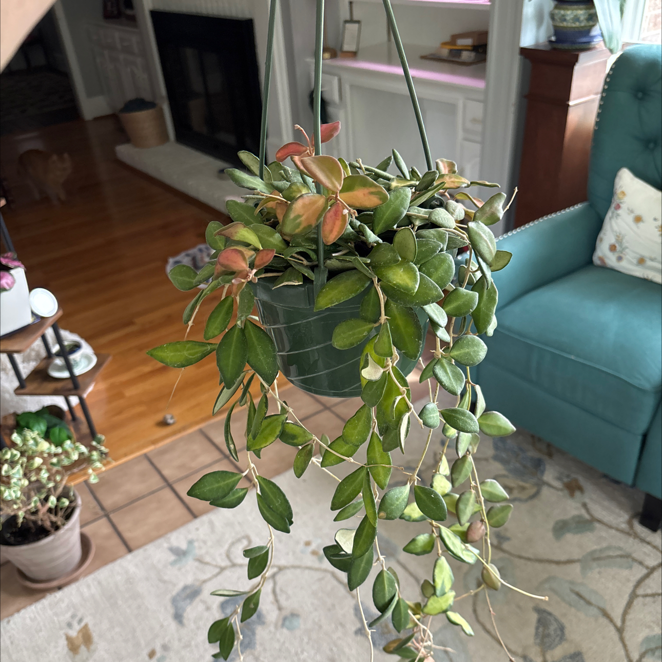 Photo of the plant species Hoya 'Burtoniae' by @TryAnahaw60 named Rosa on Greg, the plant care app