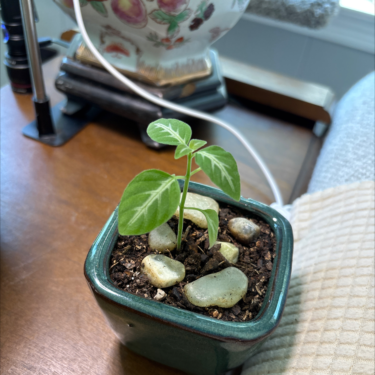 Photo of the plant species Monkey plant by @TryAnahaw60 named Monkey on Greg, the plant care app