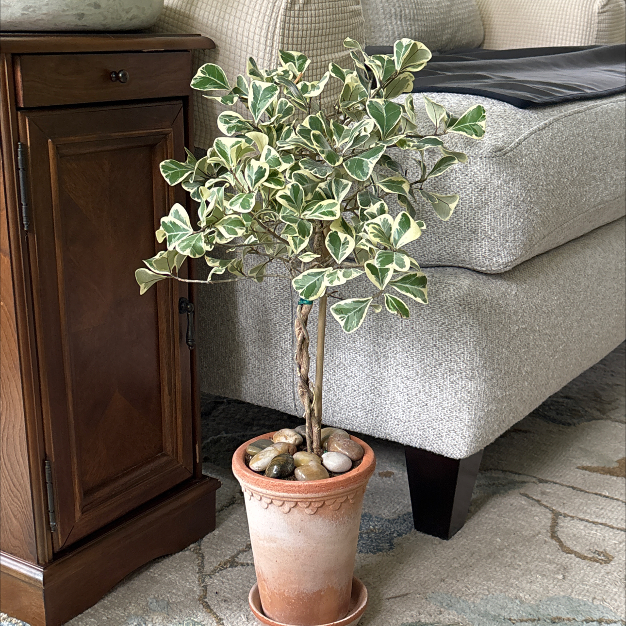 Photo of the plant species Triangle Ficus by @TryAnahaw60 named Austen on Greg, the plant care app