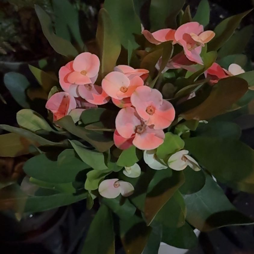 Photo of the plant species Euphorbia capmanambatoensis by @EagerBlackgem64 named Lebron on Greg, the plant care app