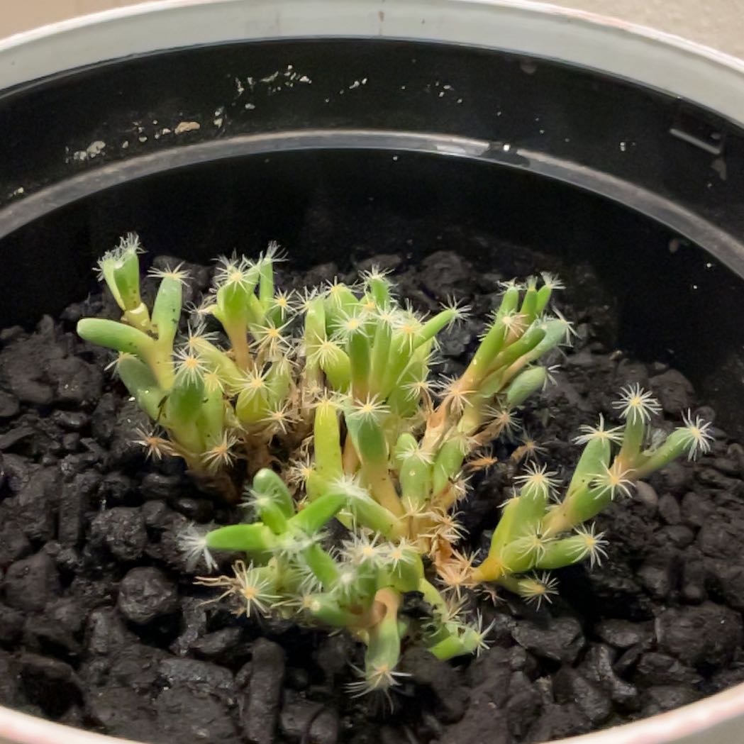 Plant care for Karoo Aizoon on Greg, the plant care app