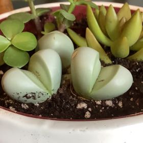 Photo of the plant species Living Stones by @PeacefulChards named Scarlet on Greg, the plant care app