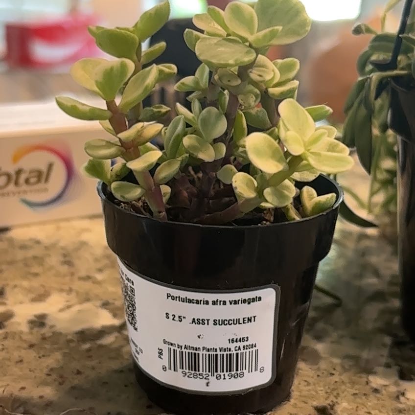 Photo of the plant species Asst Succulent by @MarkedSnowpeas named Scott succulent on Greg, the plant care app