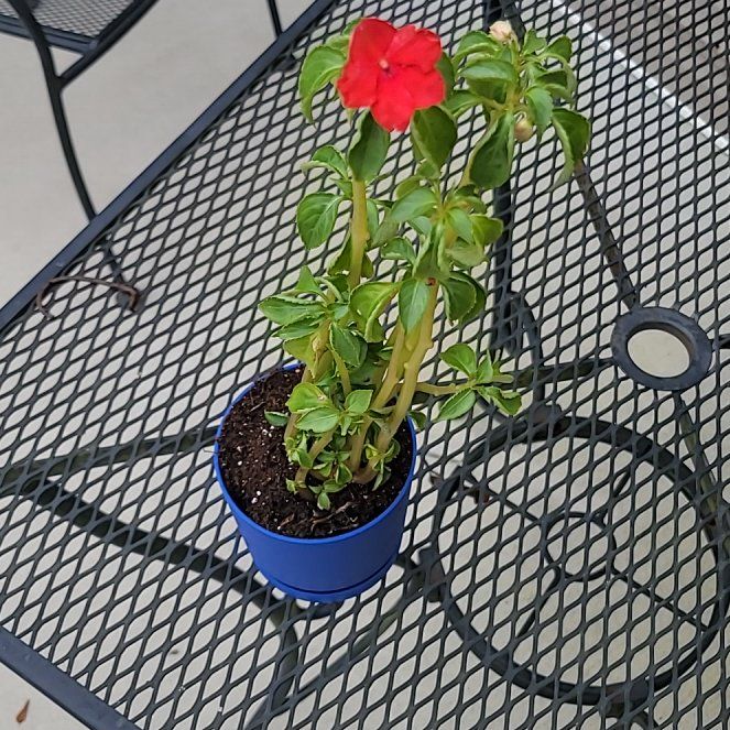 Photo of the plant species Impatiens balsamina var. parusnathica by @ZestOgreears88 named Darwin on Greg, the plant care app